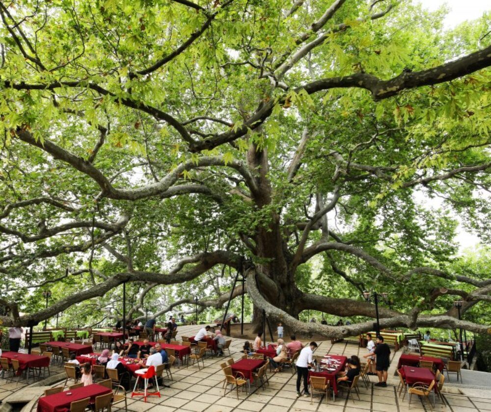 Green Bursa Tour Full Day Tour From Istanbul